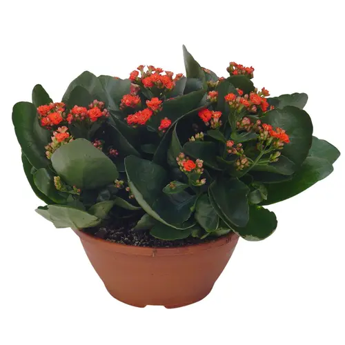 Kalanchoe Calandiva - en pot de Ø 10,5 cm