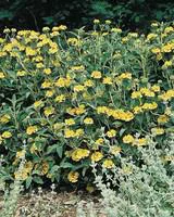 Phlomis Fruticosa - Le pot de 4 litres
