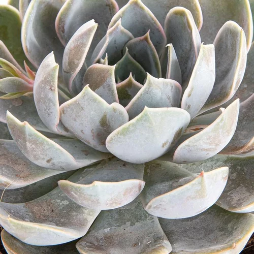Echeveria au feuillage gris - Le pot Ø 14 cm