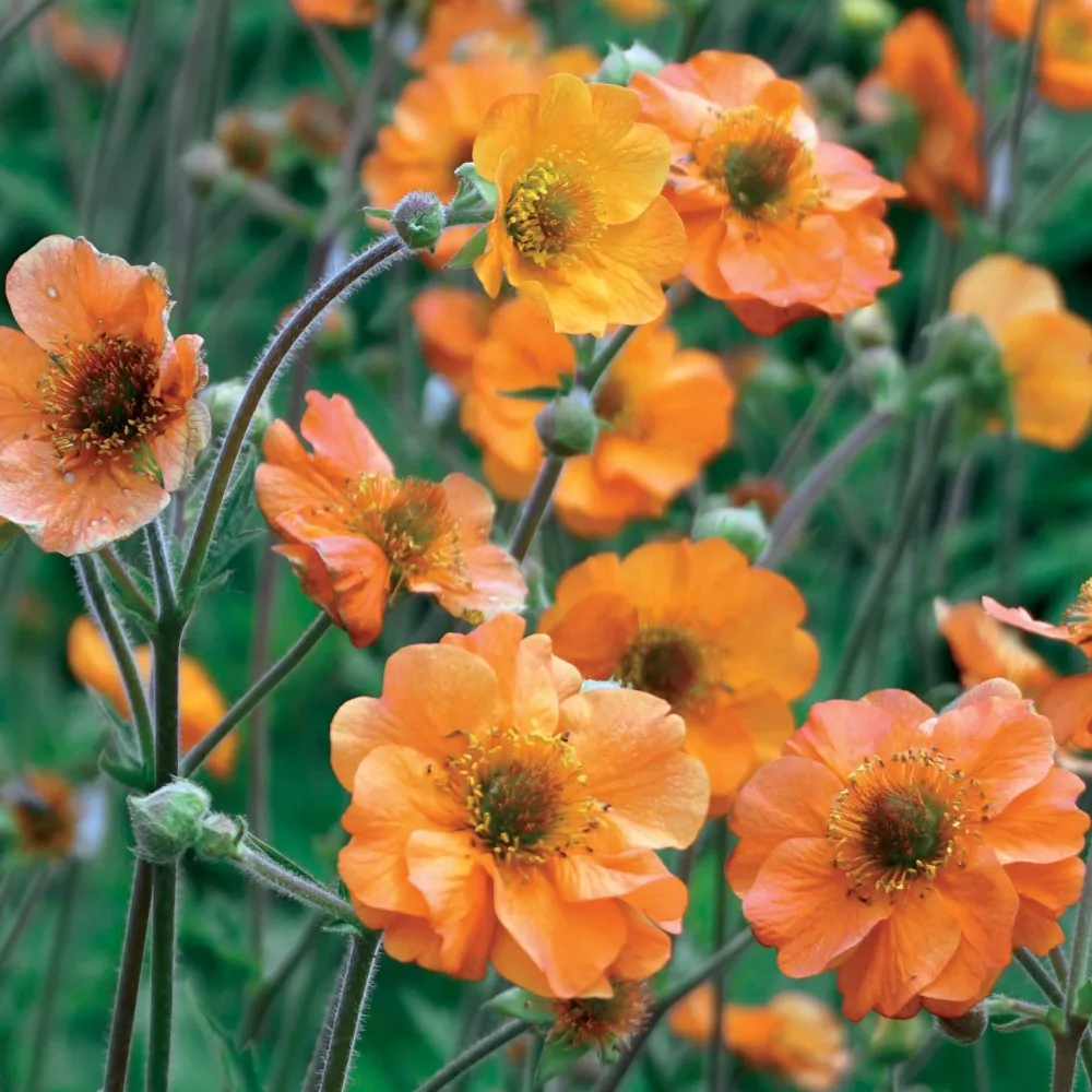 Benoîte Totally tangerine Geum Totally Tangerine