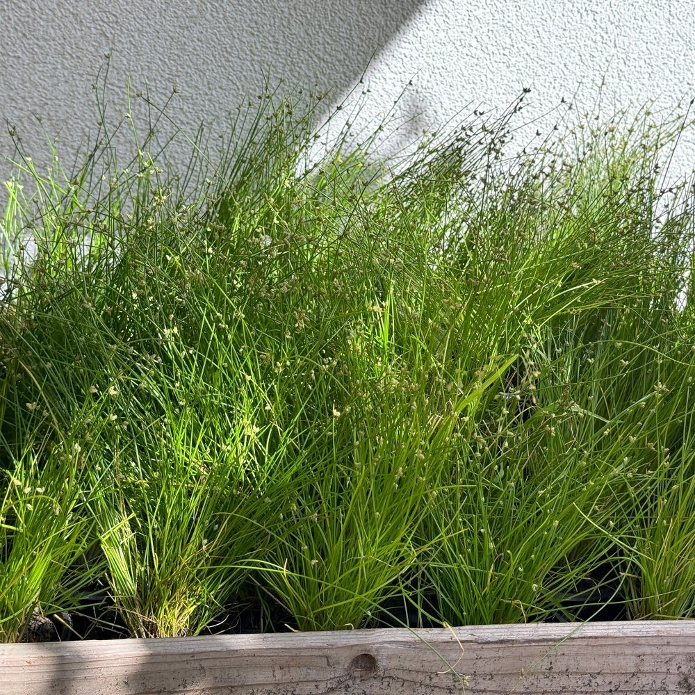 Scirpe infléchi Herbe fibre optique Isolepis cernua