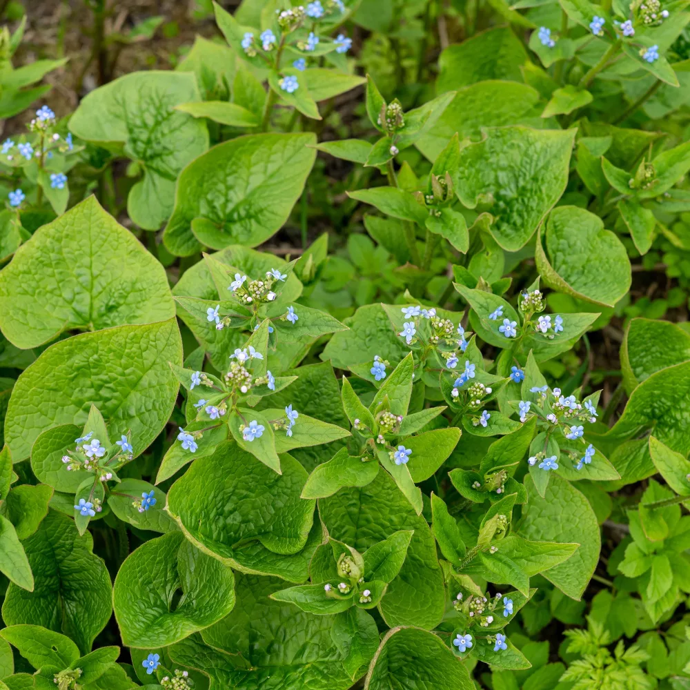 Buglosse de Sibérie Brunnera sibirica