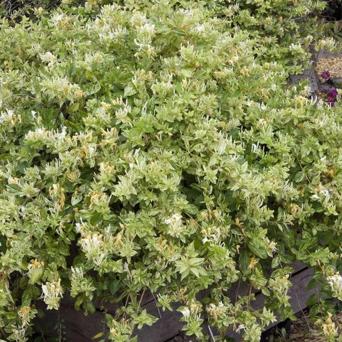 Chevrefeuille JAPONICA MINT CRISP®. Le pot de 4 litres
