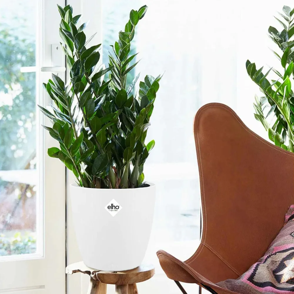 Zamioculcas et son cache-pot blanc ELHO Zamioculcas zamiifolia