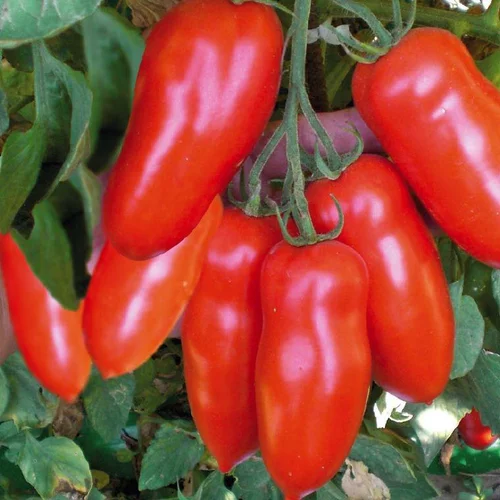 Tomate Allongee San Marzano Bio. La barquette de 3 plants
