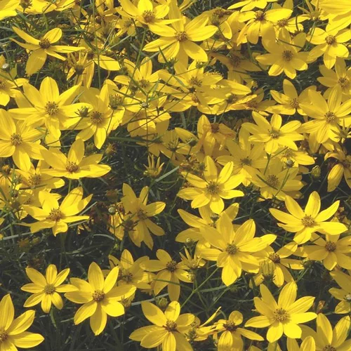 Coreopsis verticillata à fleurs jaunes - Le pot de 1 litre