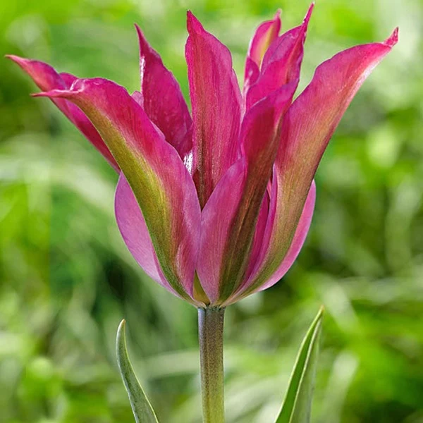 Tulipe Purple Dance Tulipa purple dance