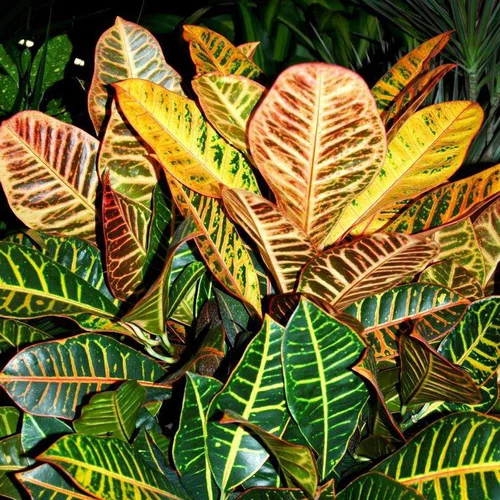 Croton Petra pot Ø30 cm/ H70 cm