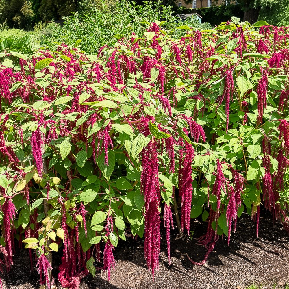 Amarante queue de renard Amaranthus caudatus
