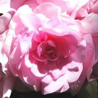 Impatiens à fleurs doubles - Le pot de 1 litre