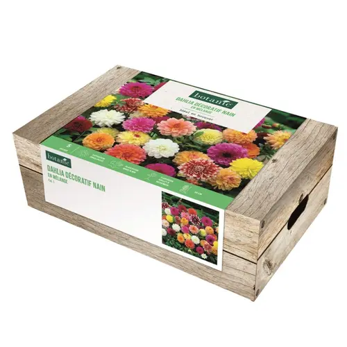 Cagette de bulbes de fleurs Dahlia décoratif nain en mélange botanic® – 5 bulbes