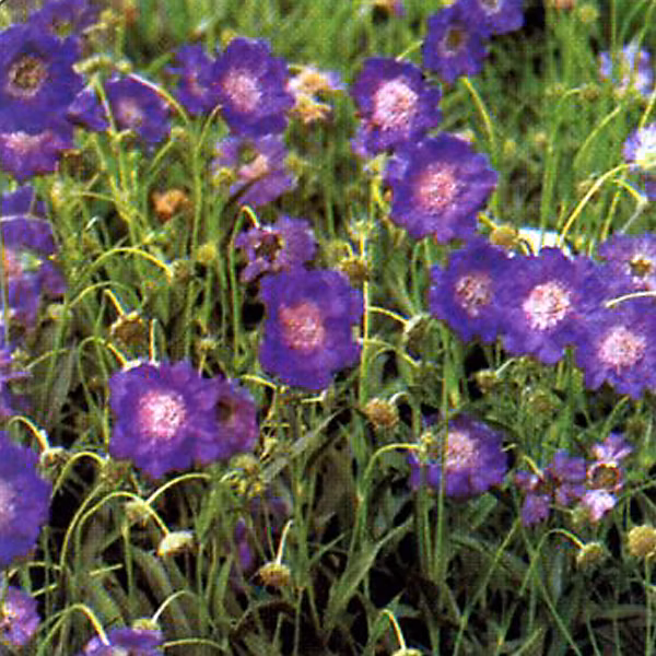 6 x Scabieuse caucasienne – Scabiosa caucasica 'Clive Greaves' | godet 9cm x 9cm