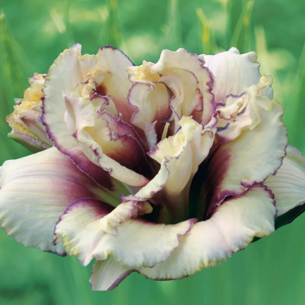 2 Hémérocalles Fantaisie Hemerocallis krinkled fantasy