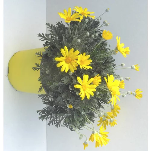 Euryops Pectinatus jaune. Le pot de 2 litres