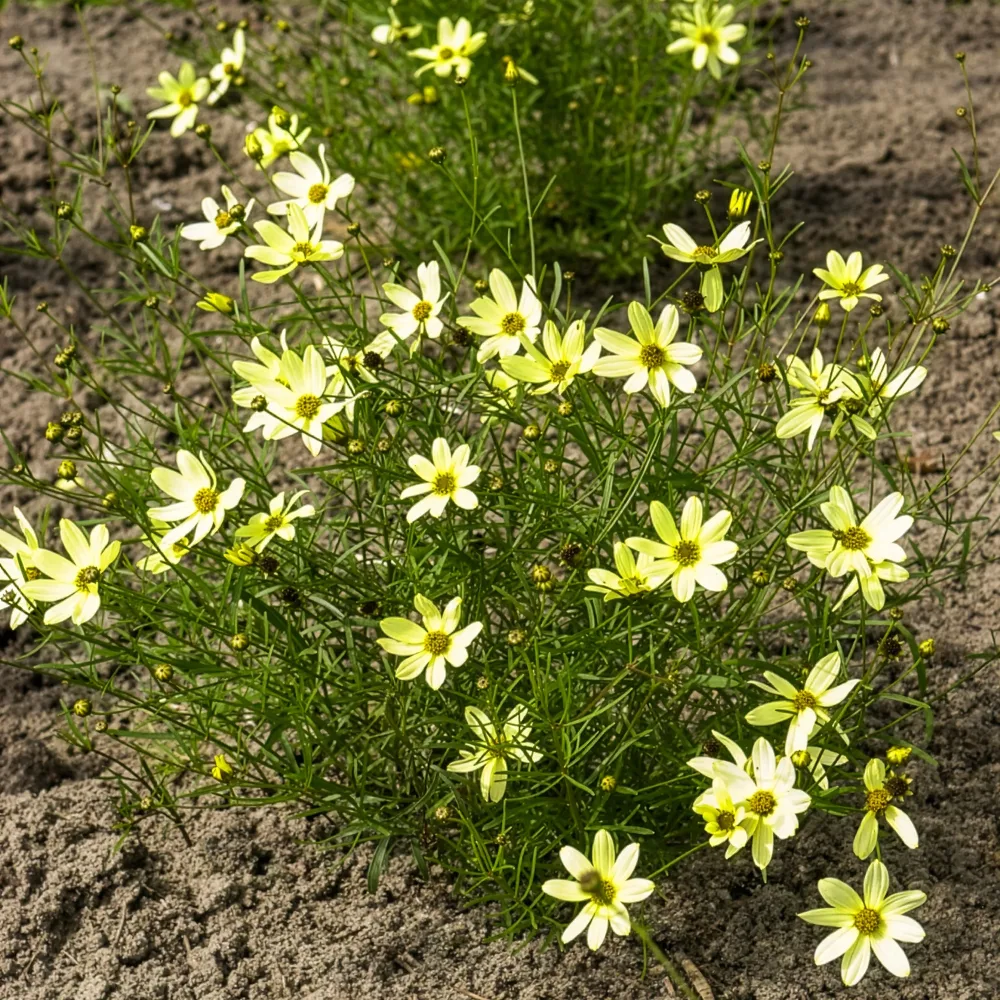 Coreopsis verticillé Moonbeam Coreopsis verticillata Moonbeam