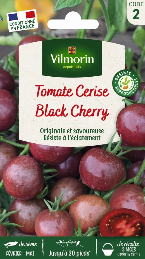Graines de Tomate black cherry Vilmorin - graines à semer
