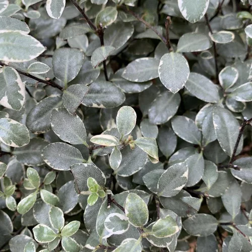Pittosporum Tenuifolium variété Midget. Le pot de 15 litres