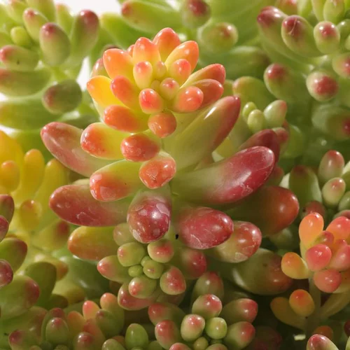 Sedum Collection - Le pot de 3 litres
