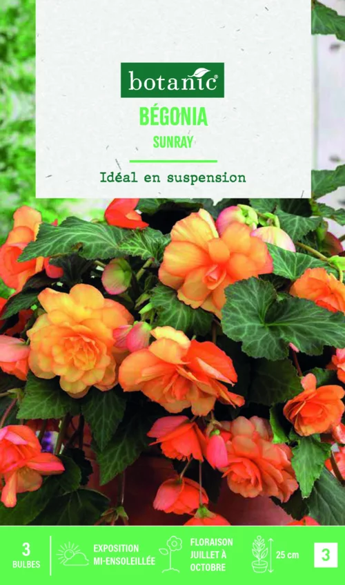 Bulbes de fleurs Bégonia cascade Sunray botanic® - 3 bulbes