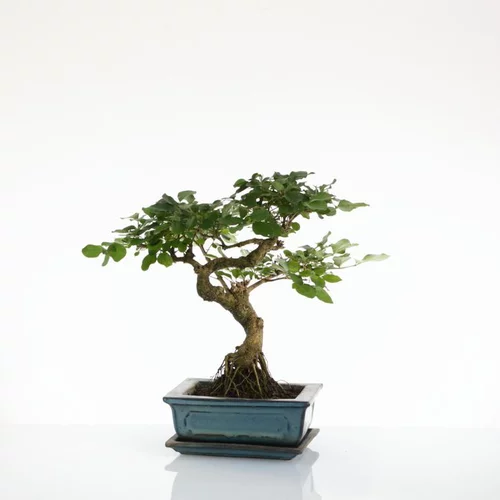 Bonsaï botanic® Ligustrum avec pot et soucoupe - Taille 3,2
