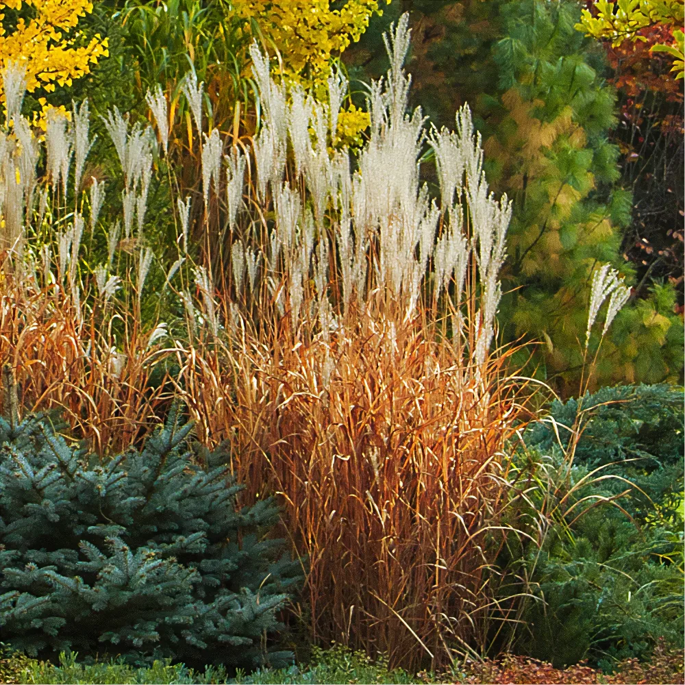 Eulalie Purpurascens Miscanthus sinensis ssp purpurascens
