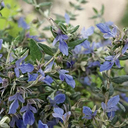 Teucrium fruticans 'curaçao'. Le pot de 3 litres