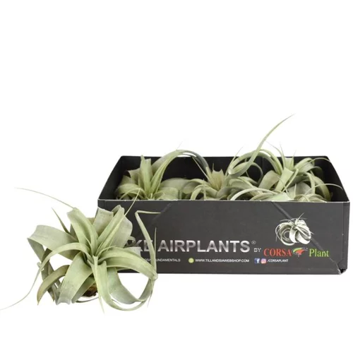 Tillandsia xerographica vert 10 cm