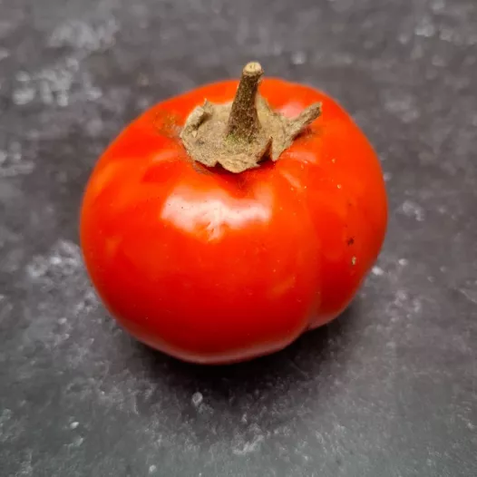 Bio zaden van Aubergine Rosso di Napoli