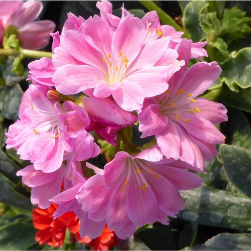 Lewisia Cotyledon - La barquette de 6 plants