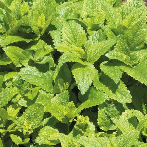 Melisse Citronnelle Bio. Le pot de 1 litre