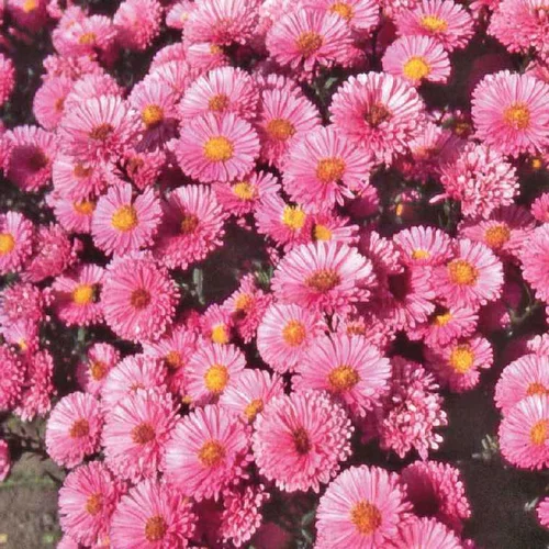 Aster Nain Aut - Rose - Le pot de 9 x 9 cm