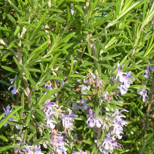 Romarin (Rosmarinus Officinalis) touffe. Le pot de 3 litres