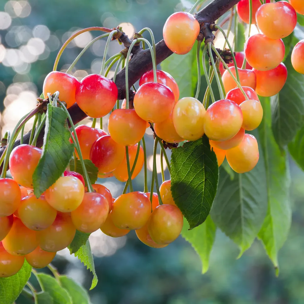 Cerisier Bigarreau de Büttner Prunus avium Büttners Rote Knorpelkirsche