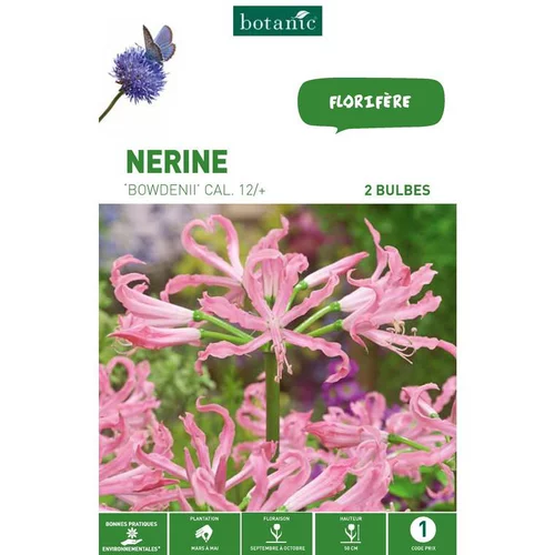 Nerine Bowdenii rose botanic® - 2 bulbes