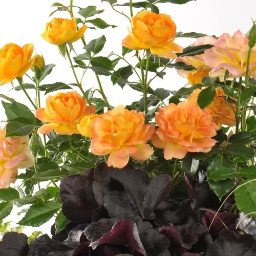 Composition de rosiers miniatures - Le pot de 5 litres