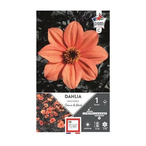 Dahlia sienna and black orange Ernest Turc - 1 bulbe