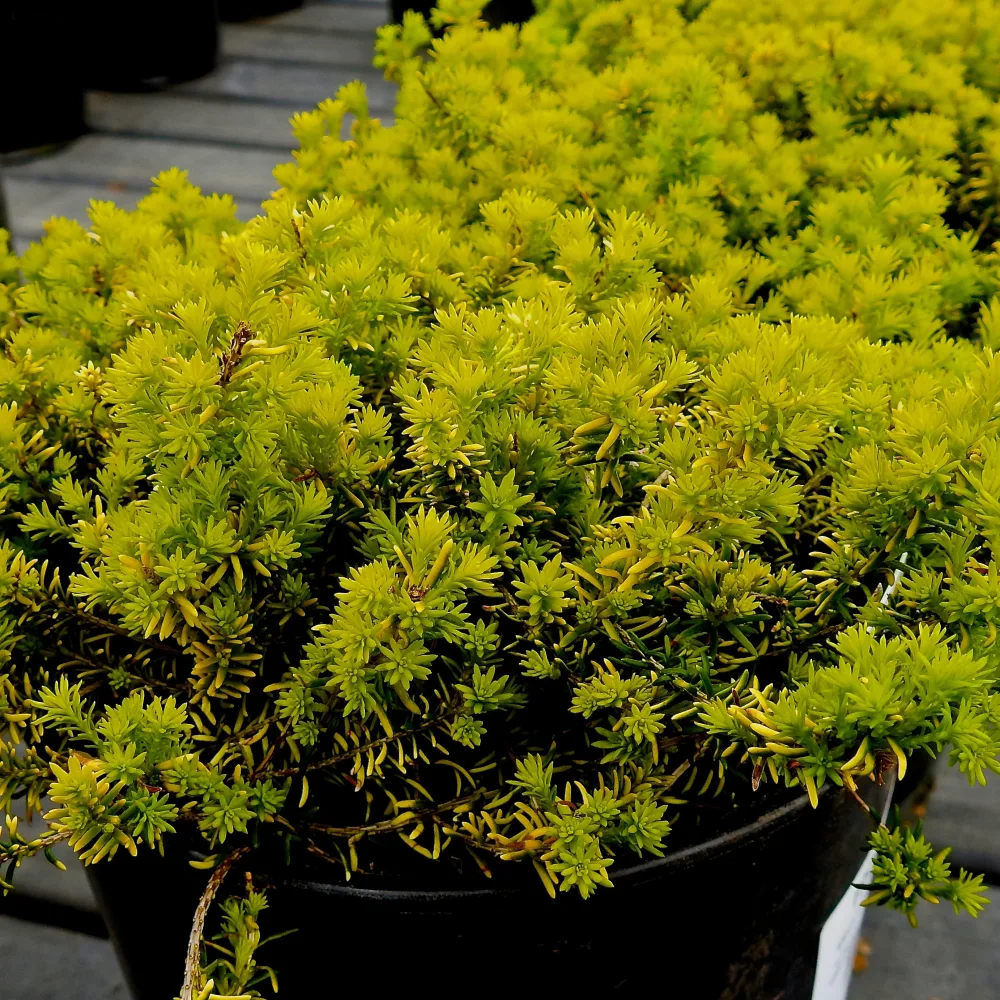 Bruyère d'hiver Golden Starlet Erica carnea golden starlet