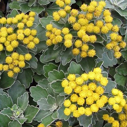 Chrysanthème du Pacifique Bengo Gold Ajania bellania bengo gold