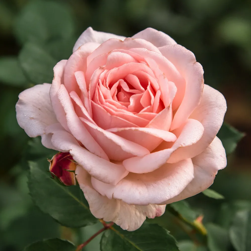 Rosier Clair™Renaissance ® Rosa clair™renaissance ®