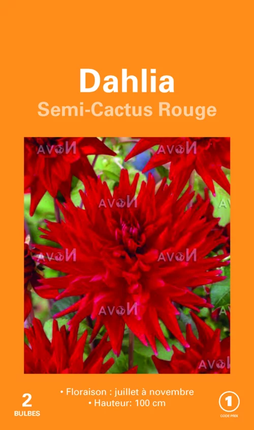 Bulbes de fleurs Dahlia Cactus rouge botanic® – 2 bulbes