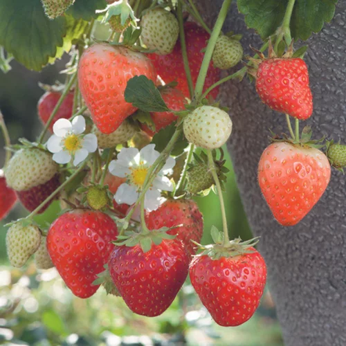 Fraisier 'Cijosée' Bio. La motte de 7x7 cm