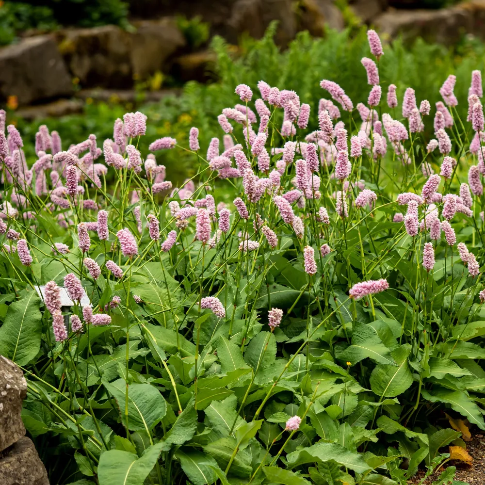 Renouée bistorte Superba Persicaria bistorta Superba