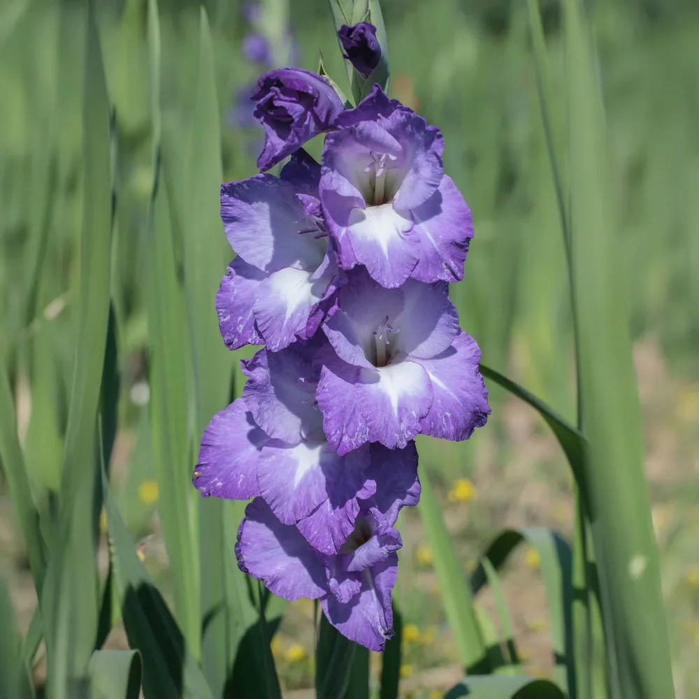 25 Glaïeuls Nori Gladiolus nori