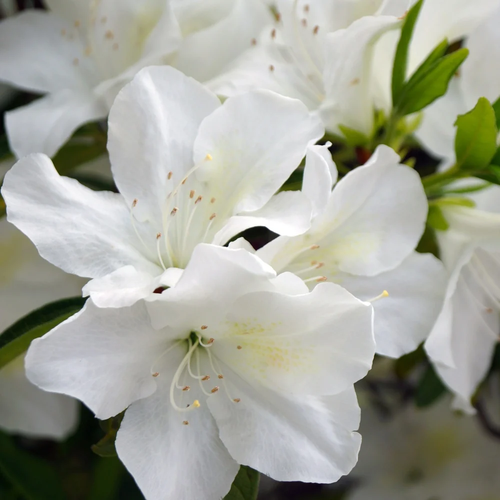 Azalea Palestrina Azalea palestrina