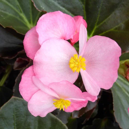 Bégonia Big Rose Xxl. Le pot de 25 cm