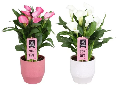 Calla vert avec cache pot en céramique. Le pot Ø 15 cm