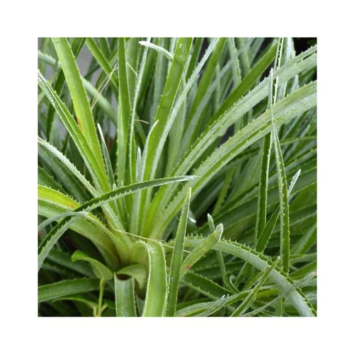 Fascicularia bicolore. Le pot de 2 litres