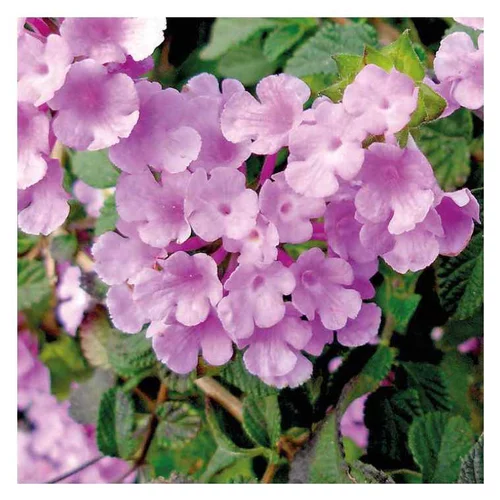 Lantana sellowiana mauve - Le pot de 9 x 9 cm