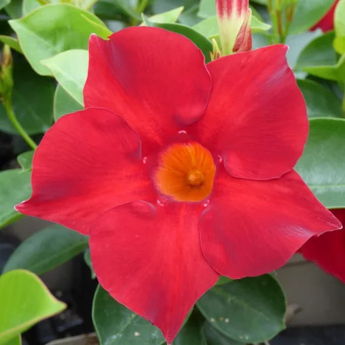 Dipladénia buisson ou Mandevilla à fleurs multicolores - Le pot de 1 litre