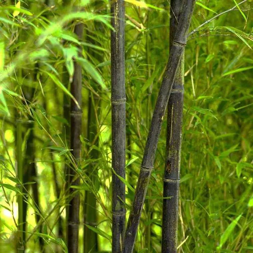 Bambou phyllostachys nigra vert pot de 30L